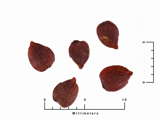 Ulmus crassifolia (Cedar elm) #87649