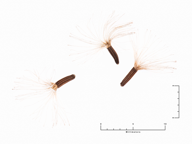 Vernonia lindheimeri (Woolly ironweed) #87658