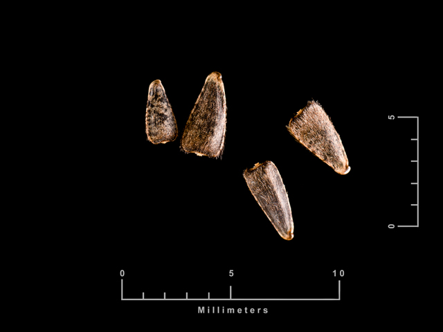 Viguiera dentata (Plateau goldeneye) #87664