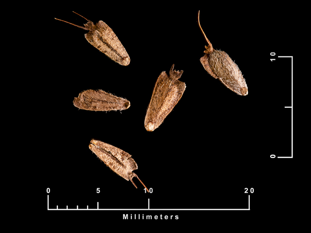 Wedelia acapulcensis var. hispida (Zexmenia) #87668