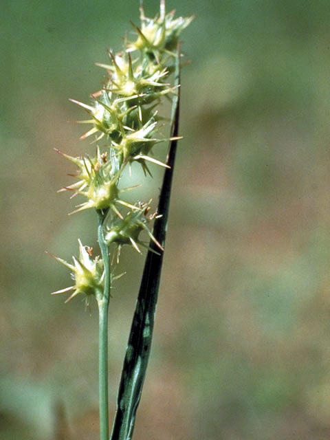 Cenchrus spinifex (Grass bur) #45