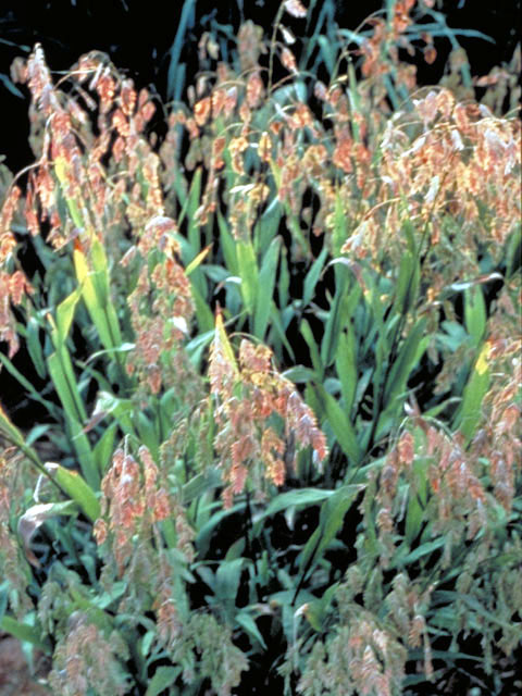 Chasmanthium latifolium (Inland sea oats) #46