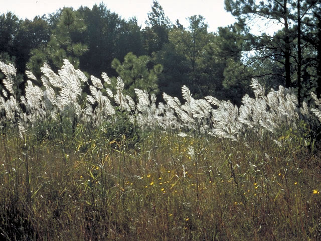Saccharum alopecuroides (Silver plumegrass) #53