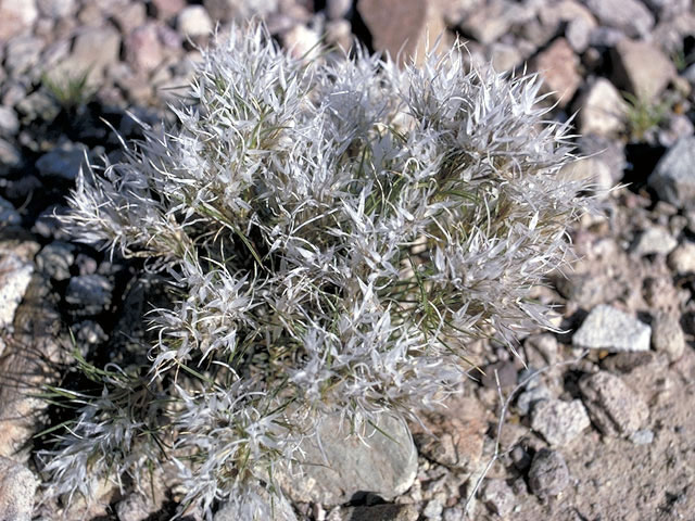 Dasyochloa pulchella (Desert fluffgrass) #57