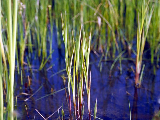 Leersia oryzoides (Rice cutgrass) #61