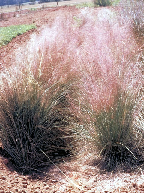 Muhlenbergia capillaris (Gulf muhly) #63