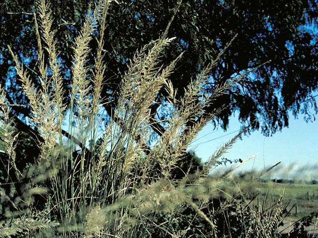 Muhlenbergia lindheimeri (Lindheimer's muhly) #69