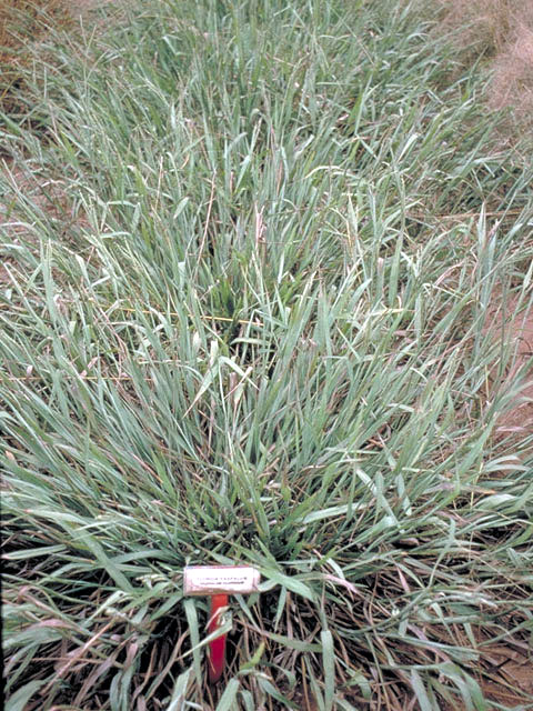 Paspalum floridanum (Florida paspalum) #77