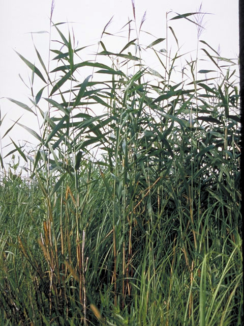 Phragmites australis (Common reed) #78