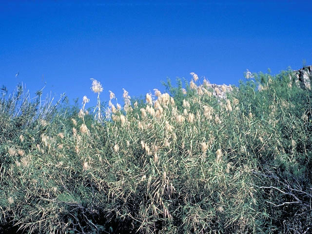 Phragmites australis (Common reed) #80