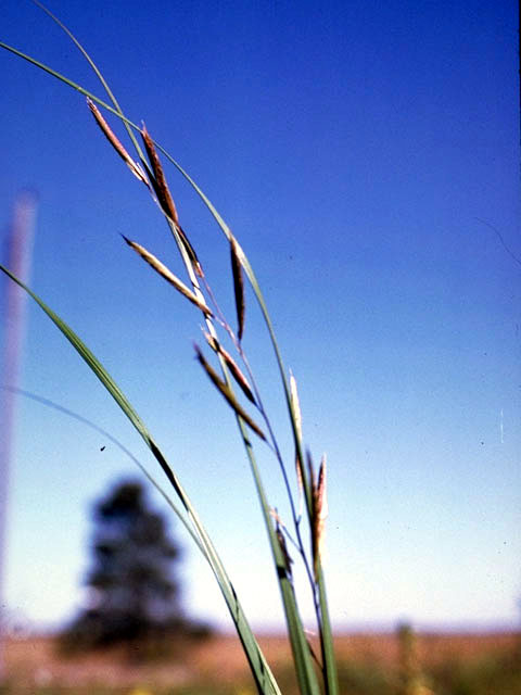 Spartina pectinata (Prairie cordgrass) #97