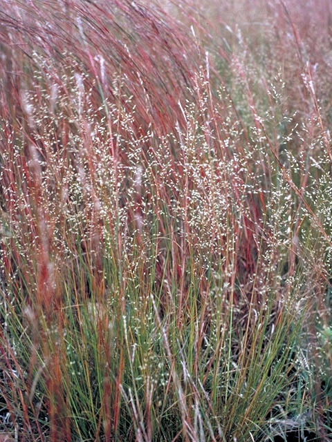 Sporobolus heterolepis (Prairie dropseed) #99