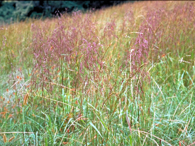 Peigne S/H 100 Purpletop Grass Purple Tall Red Top ornementales tridens Flava Graines