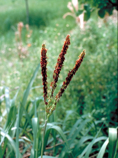 Tripsacum dactyloides (Eastern gamagrass) #103