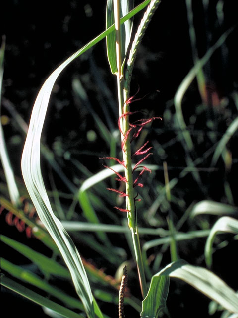 Tripsacum dactyloides (Eastern gamagrass) #104