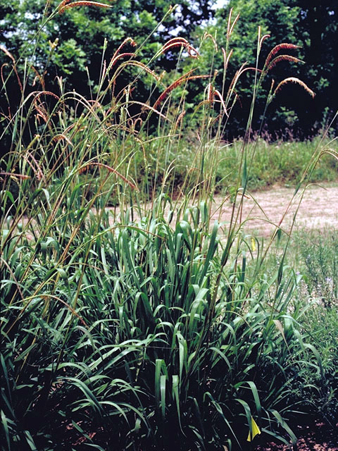 Tripsacum dactyloides (Eastern gamagrass) #105