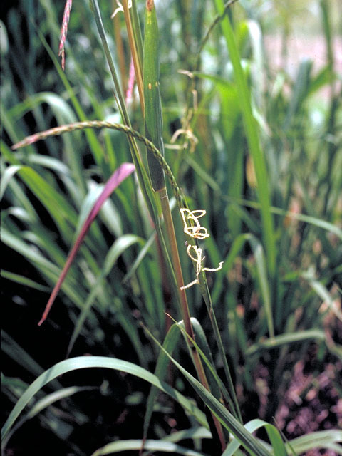 Tripsacum dactyloides (Eastern gamagrass) #107