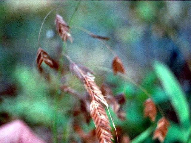 Chasmanthium latifolium (Inland sea oats) #110