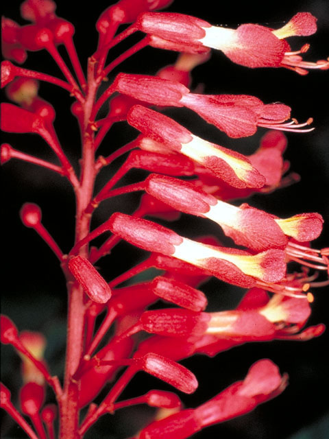 Aesculus pavia (Scarlet buckeye ) #142