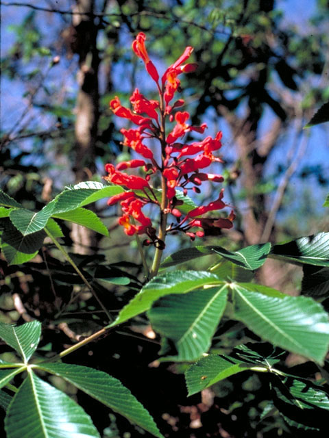 Aesculus pavia (Red buckeye) #148