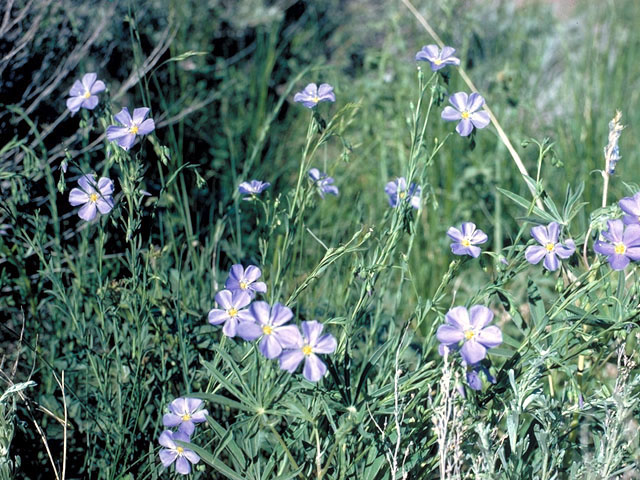 Linum lewisii (Wild blue flax) #176