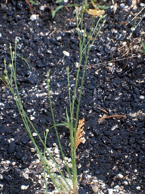 Linum imbricatum (Tufted flax) #179