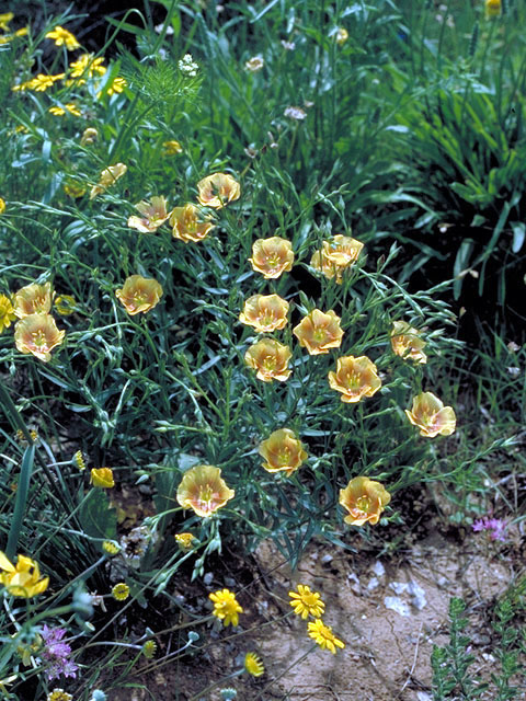 Linum rigidum (Stiffstem flax) #191