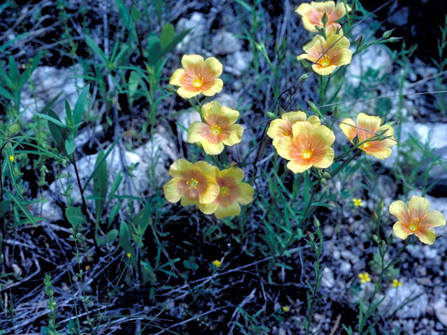 Linum hudsonioides (Texas flax) #202