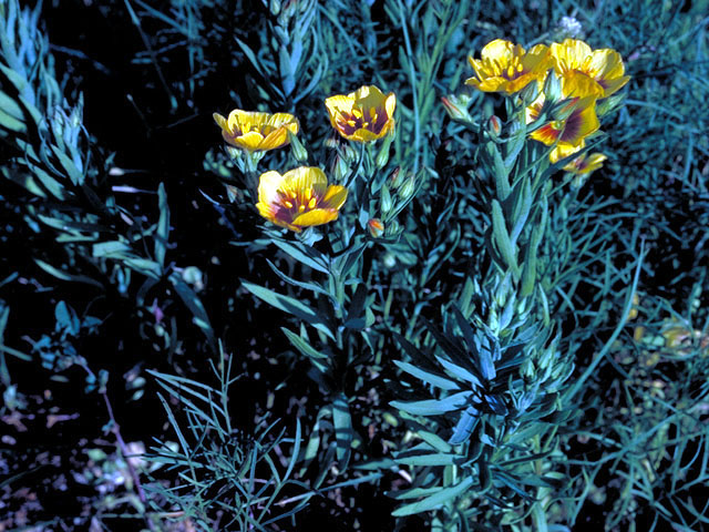 Linum vernale (Chihuahuan flax) #204