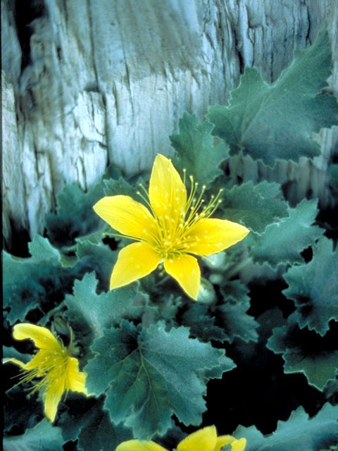 Eucnide bartonioides (Yellow rocknettle) #212