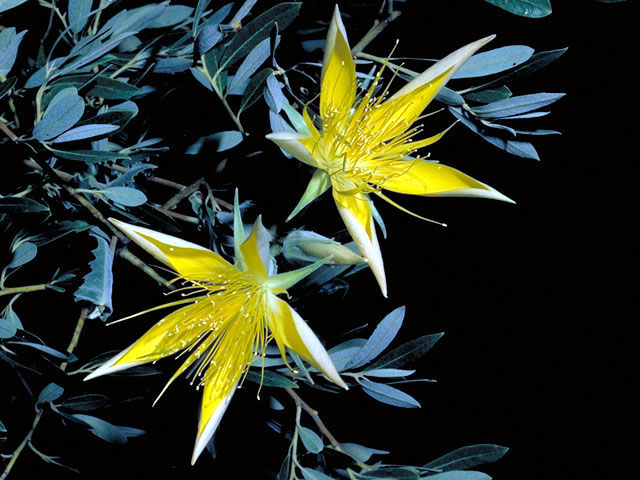 Mentzelia laevicaulis var. parviflora (Smoothstem blazingstar) #230