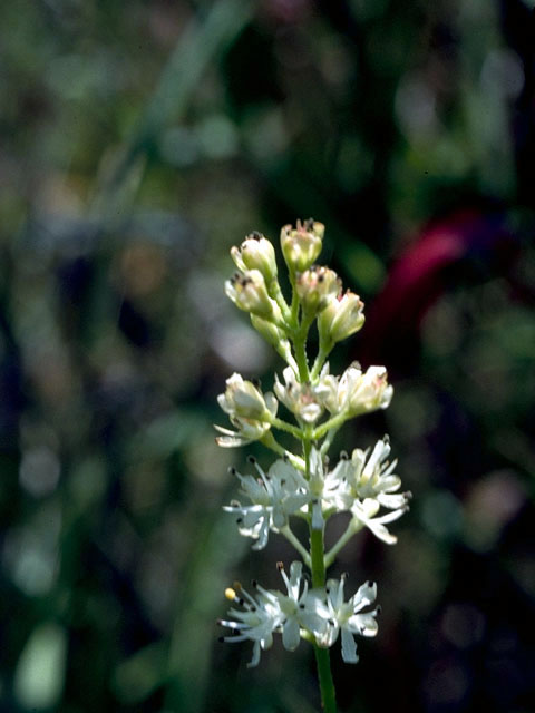 Triantha racemosa (Coastal false asphodel) #253