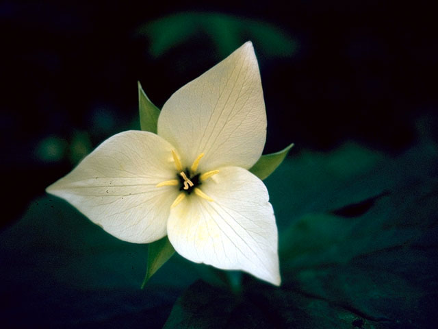 Trillium cernuum (Whip-poor-will flower) #266