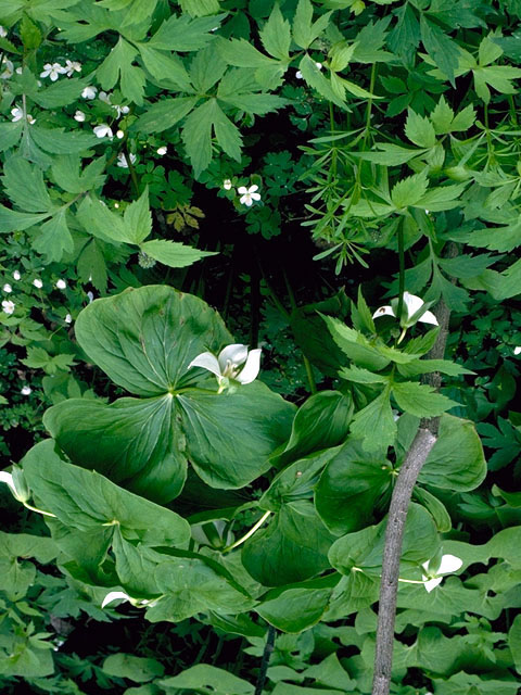 Trillium cernuum (Whip-poor-will flower) #267