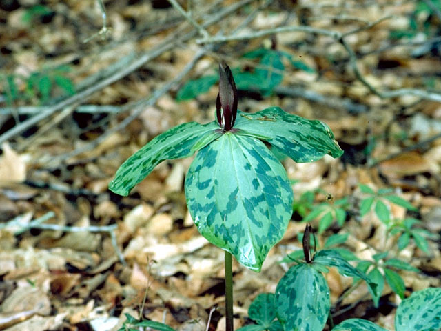 Trillium ludovicianum (Louisiana wakerobin) #295