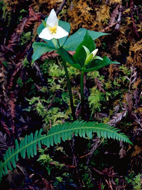 Trillium ovatum (Pacific trillium) #301
