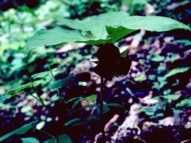 Trillium vaseyi (Sweet trillium) #314