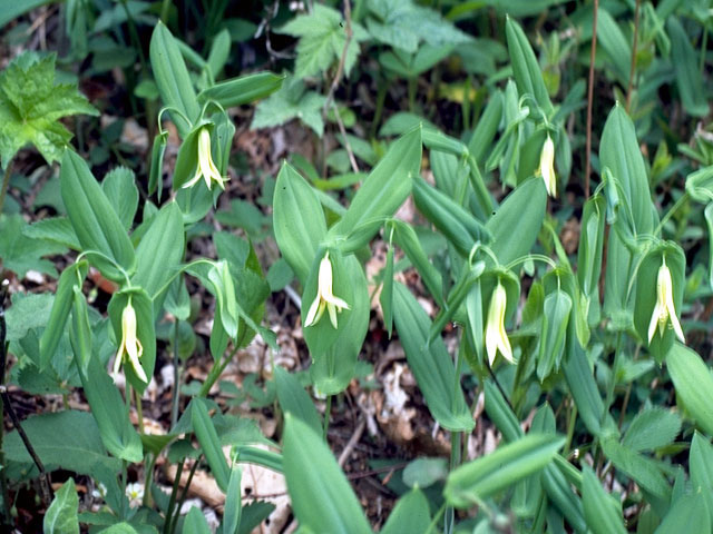 Uvularia grandiflora (Largeflower bellwort) #322