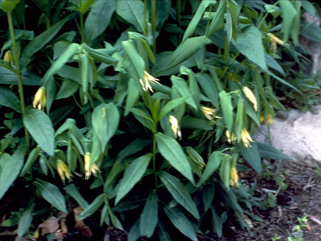 Uvularia grandiflora (Largeflower bellwort) #323
