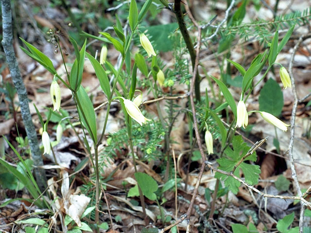 Uvularia sessilifolia (Spreading bellwort) #326
