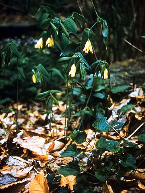 Uvularia sessilifolia (Spreading bellwort) #329