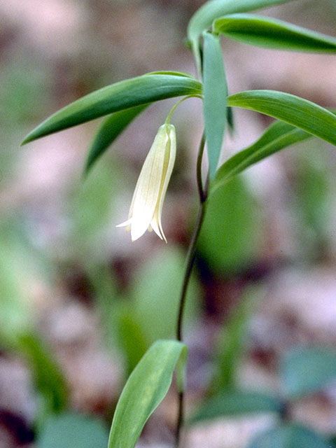 Uvularia sessilifolia (Spreading bellwort) #330