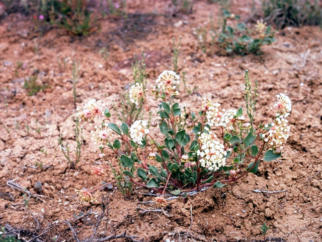 Abronia elliptica (Fragrant white sand verbena) #335