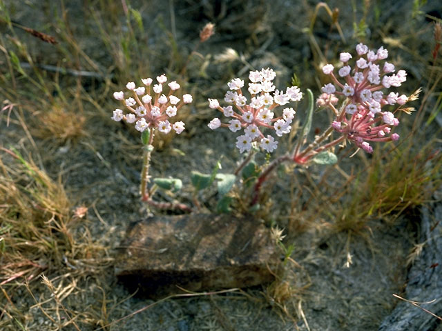 Abronia villosa (Desert sand verbena) #352