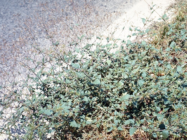 Boerhavia erecta (Erect spiderling) #362