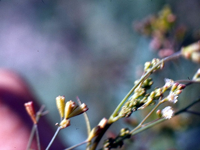 Boerhavia erecta (Erect spiderling) #363