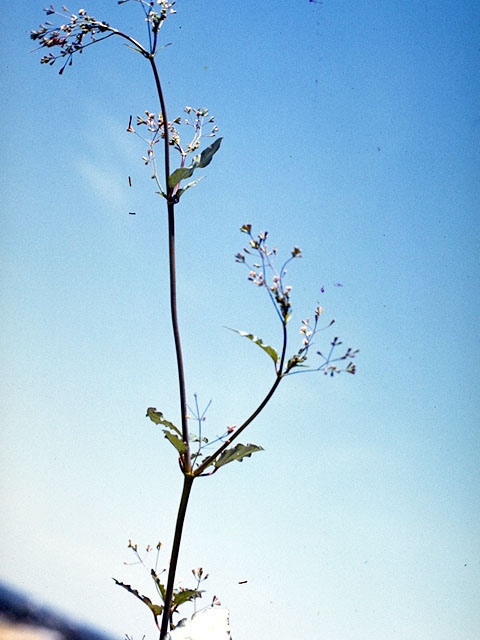 Boerhavia erecta (Erect spiderling) #364