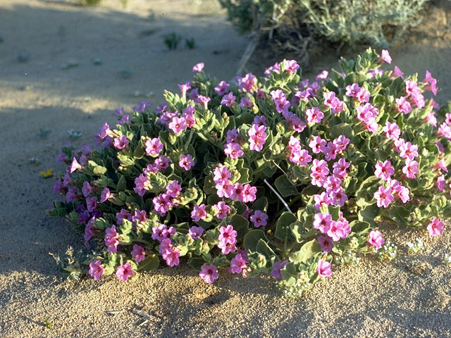 Mirabilis multiflora (Colorado four o'clock) #381