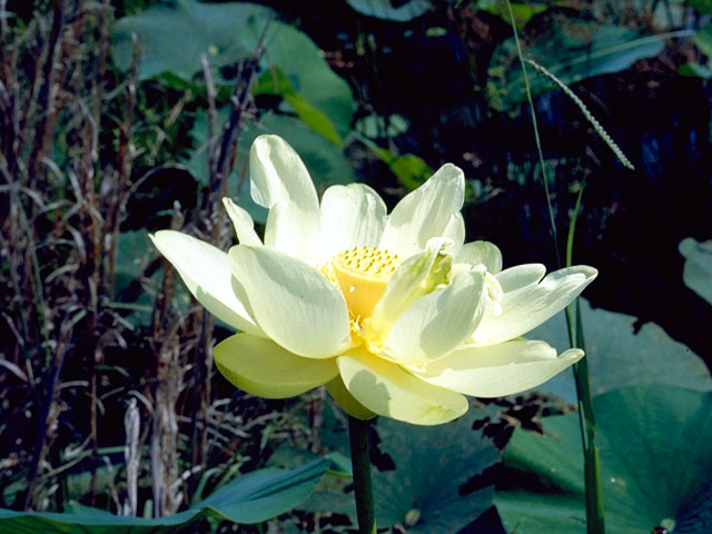 Nelumbo lutea (American lotus) #395