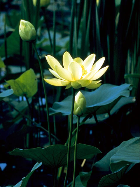 Nelumbo lutea (American lotus) #397